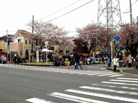 20150404_松戸市六高台の桜通り_六実桜まつり_1159_DSC08345