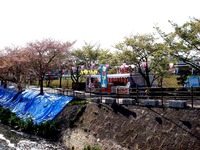 20140412_船橋市_海老川_花見_屋台_桜_1437_DSC04852