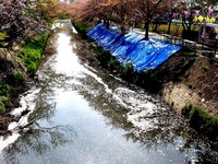 20140412_船橋市_海老川_花見_屋台_桜_1437_DSC04850