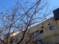 20140222_船橋市_海老川_桜_河津桜_つぼみ_1156_DSC06241