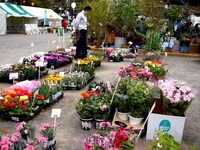 20150419_船橋市_緑と花のジャンボ市_天沼弁天池公園_0908_DSC00100