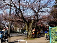 20140329_船橋市薬円台4_薬円台公園_桜_1532_DSC01495