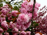 20140420_習志野市鷺沼1_明徳そでにの保育園_桜_1051_DSC05290