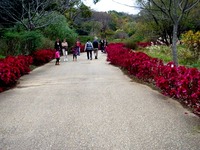 20151122_船橋市金堀町_ふなばしアンデルセン公園_1237_DSC08854