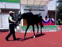 20150515_船橋競馬場_千葉サラブレッドセール_060