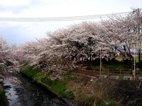 20140406_船場市_海老川ジョギングロード_花見_桜_1652_DSC03976