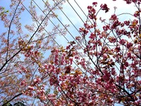 20140412_船橋市海神町南1_海神川緑地_桜_1300_DSC04349