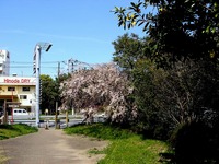 20140412_船橋市海神町南1_海神川緑地_桜_1304_DSC04385