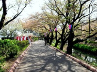 20140412_船橋市_海老川_花見_屋台_桜_1434_DSC04843