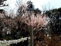 20140323_船橋市金杉6_御滝公園_御滝不動尊_桜_1258_DSC00478