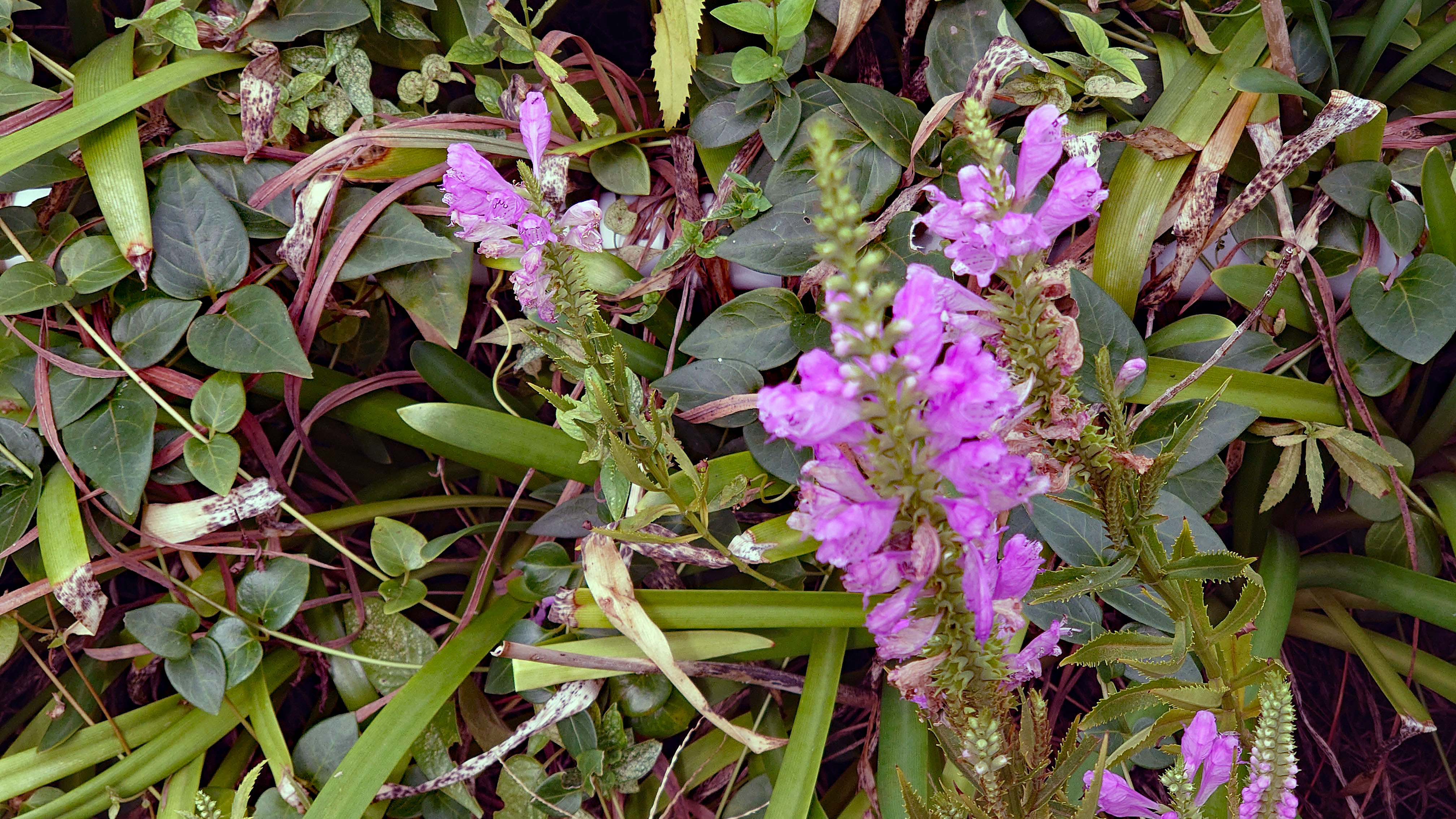 公園に咲く ハナトラノオ 花虎の尾 の花 ビビット 14 公園に咲く ハナトラノオ 花虎の尾 の花 ビビット 14