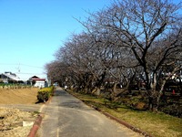 20140222_船橋市_海老川_桜_河津桜_つぼみ_1204_DSC06274