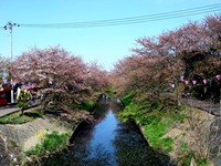 20140412_船橋市_海老川_花見_屋台_桜_1437_DSC04854