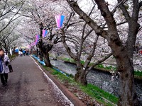 20140406_船場市_海老川ジョギングロード_花見_桜_1650_DSC03953