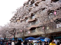 20150404_松戸市六高台の桜通り_六実桜まつり_1235_DSC08388