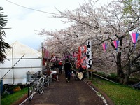 20140406_船場市_海老川ジョギングロード_花見_桜_1650_DSC03945