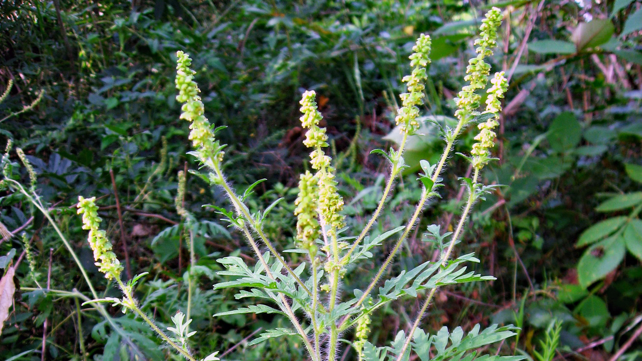 コロナ禍の中の 秋の花粉症 ビビット22 14