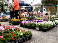 20150419_船橋市_緑と花のジャンボ市_天沼弁天池公園_0908_DSC00106