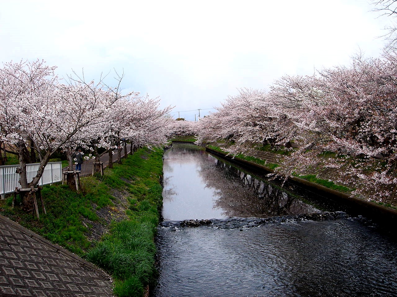 春の風14 船橋海老川ジョギングロードのサクラ編 12 ビビット22 14