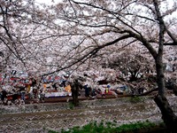 20140406_船場市_海老川ジョギングロード_花見_桜_1651_DSC03957