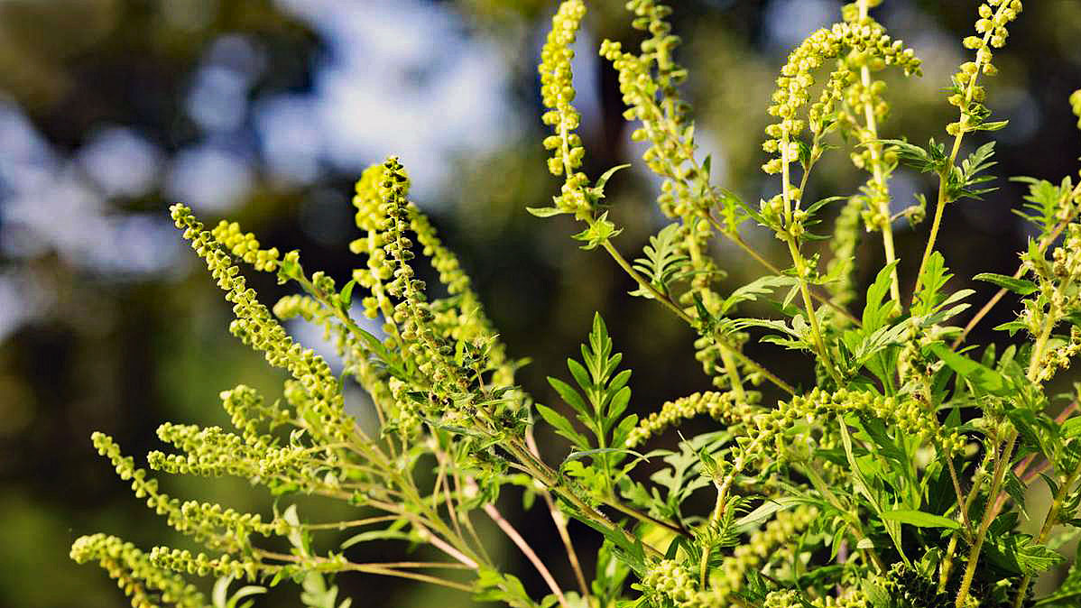 コロナ禍の中の 秋の花粉症 ビビット22 14