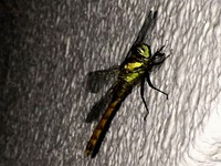 20160625_トンボ_ナツアカネ_ヤゴ_512