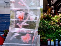 20140727_ふなばし市民まつり_船橋会場_1259_DSC01715