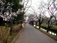 20140323_船橋市_海老川_花見_屋台_桜_1554_DSC00699