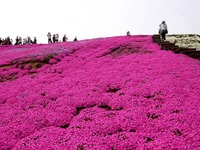 20150412_千葉県袖ケ浦永吉_東京ドイツ村_1337_DSC09153