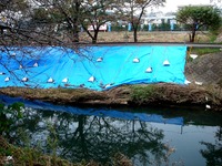20131103_船橋市海老川_堤防_崩れ_台風第26号_1501_DSC07534