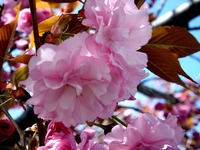 20140412_船橋市海神町南1_海神川緑地_桜_1307_DSC04419