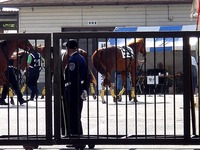 20150515_船橋競馬場_千葉サラブレッドセール_0741_DSC04826