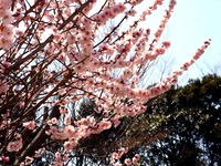 20140323_船橋市金杉6_御滝公園_御滝不動尊_桜_1258_DSC00482