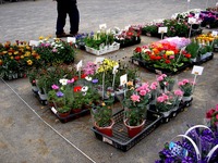 20150419_船橋市_緑と花のジャンボ市_天沼弁天池公園_0908_DSC00099