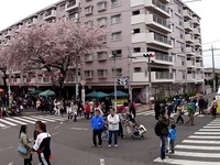 20150404_松戸市六高台の桜通り_六実桜まつり_1240_DSC00313