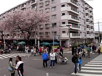 20150404_松戸市六高台の桜通り_六実桜まつり_1240_DSC00313