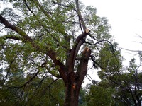 20140301_船橋市行田2_千葉県立行田公園_積雪_1547_DSC07055