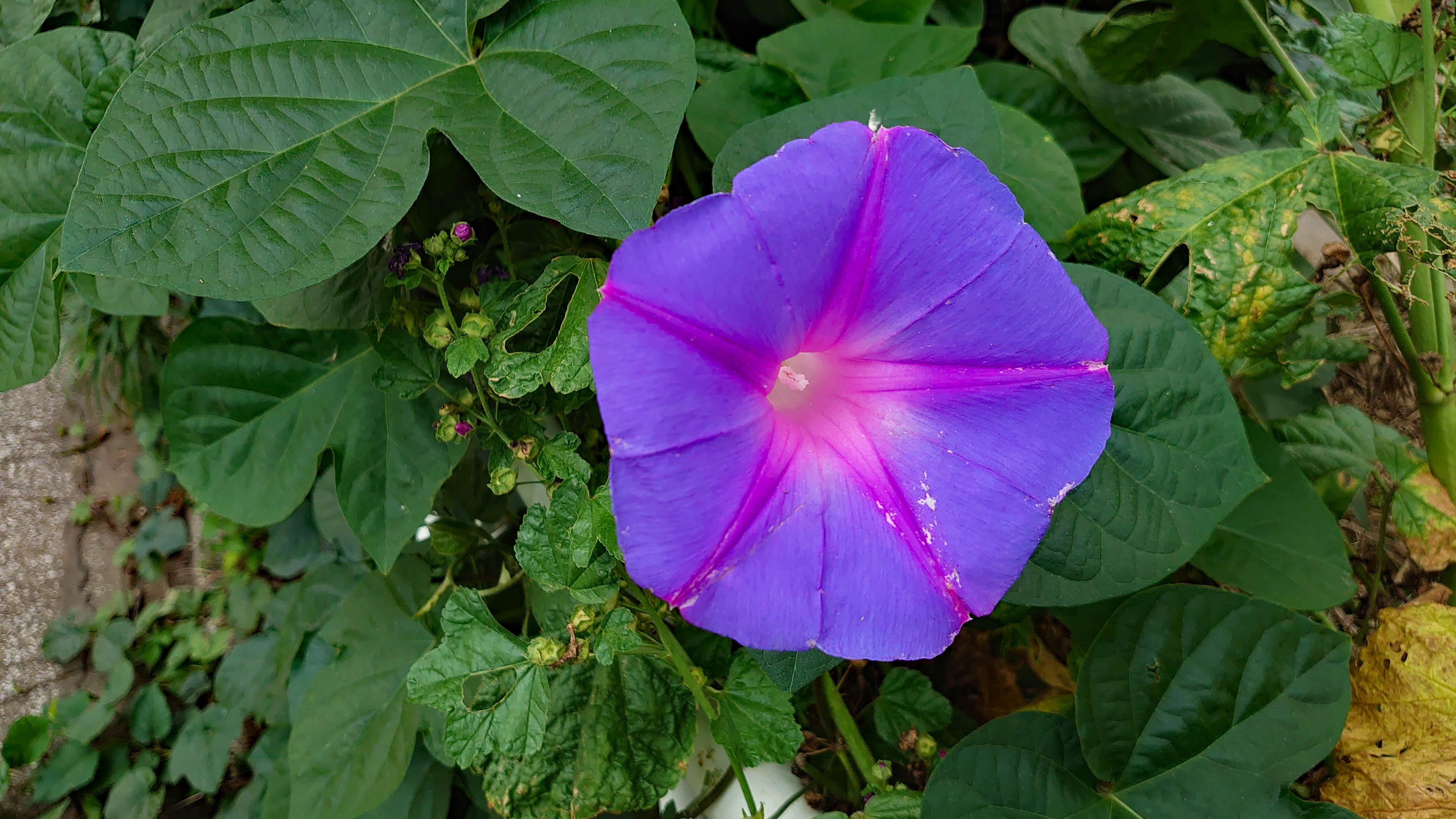 夏の花アサガオ ビビット21 14