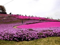 20150412_千葉県袖ケ浦永吉_東京ドイツ村_1331_DSC09142