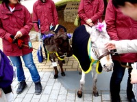 20150419_船橋市古作1_中山競馬場_皐月賞_1052_DSC00411