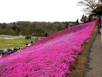 20150412_千葉県袖ケ浦永吉_東京ドイツ村_1338_DSC09167