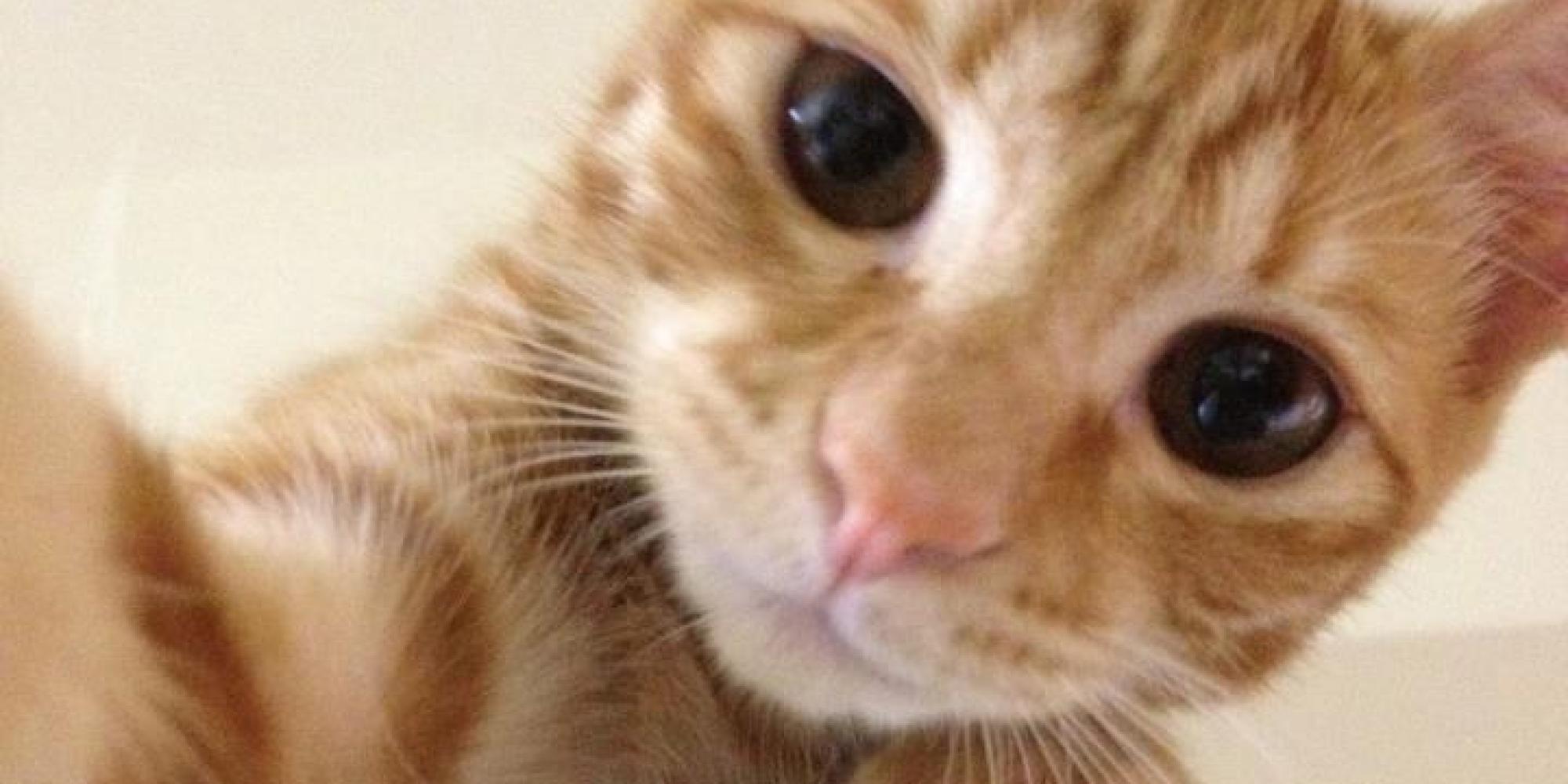 o-CATS-SELFIE-facebook