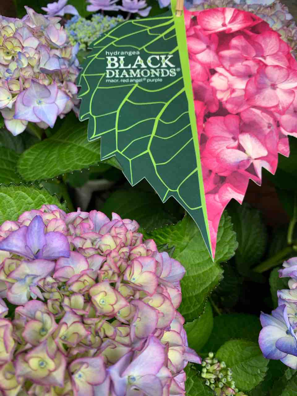 Vivo洋光台本店 Vivoブログ 横浜南の丘スタイルを提案する花と緑の専門店