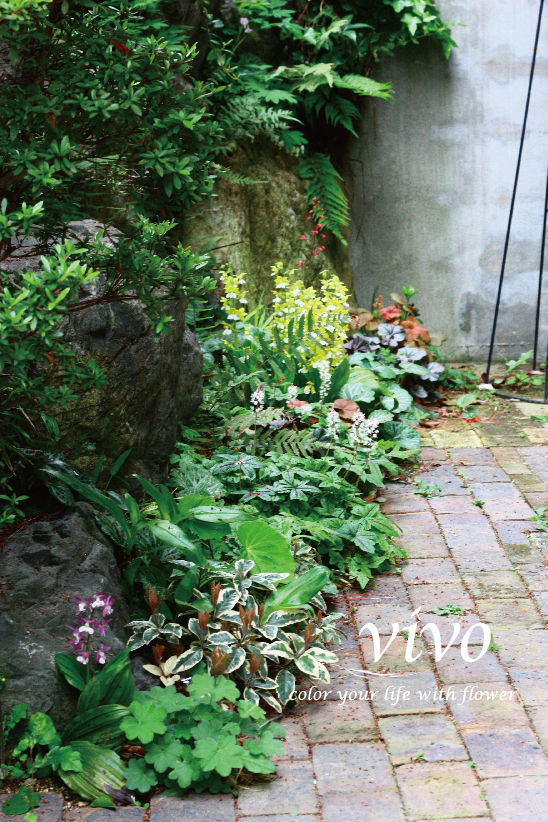 花盛りのシェードガーデン Vivoブログ 横浜南の丘スタイルを提案する花と緑の専門店