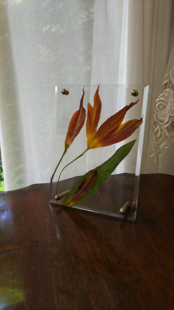 チューリップの押し花 Vivoブログ 横浜南の丘スタイルを提案する花と緑の専門店 チューリップの押し花 Vivoブログ 横浜南の丘スタイルを提案する花と緑の専門店