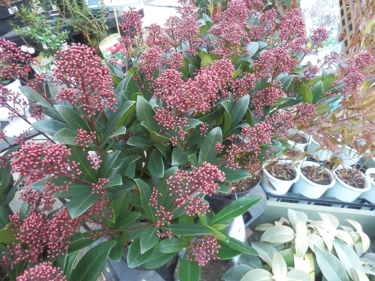 シキミア大鉢 Vivoブログ 横浜南の丘スタイルを提案する花と緑の専門店