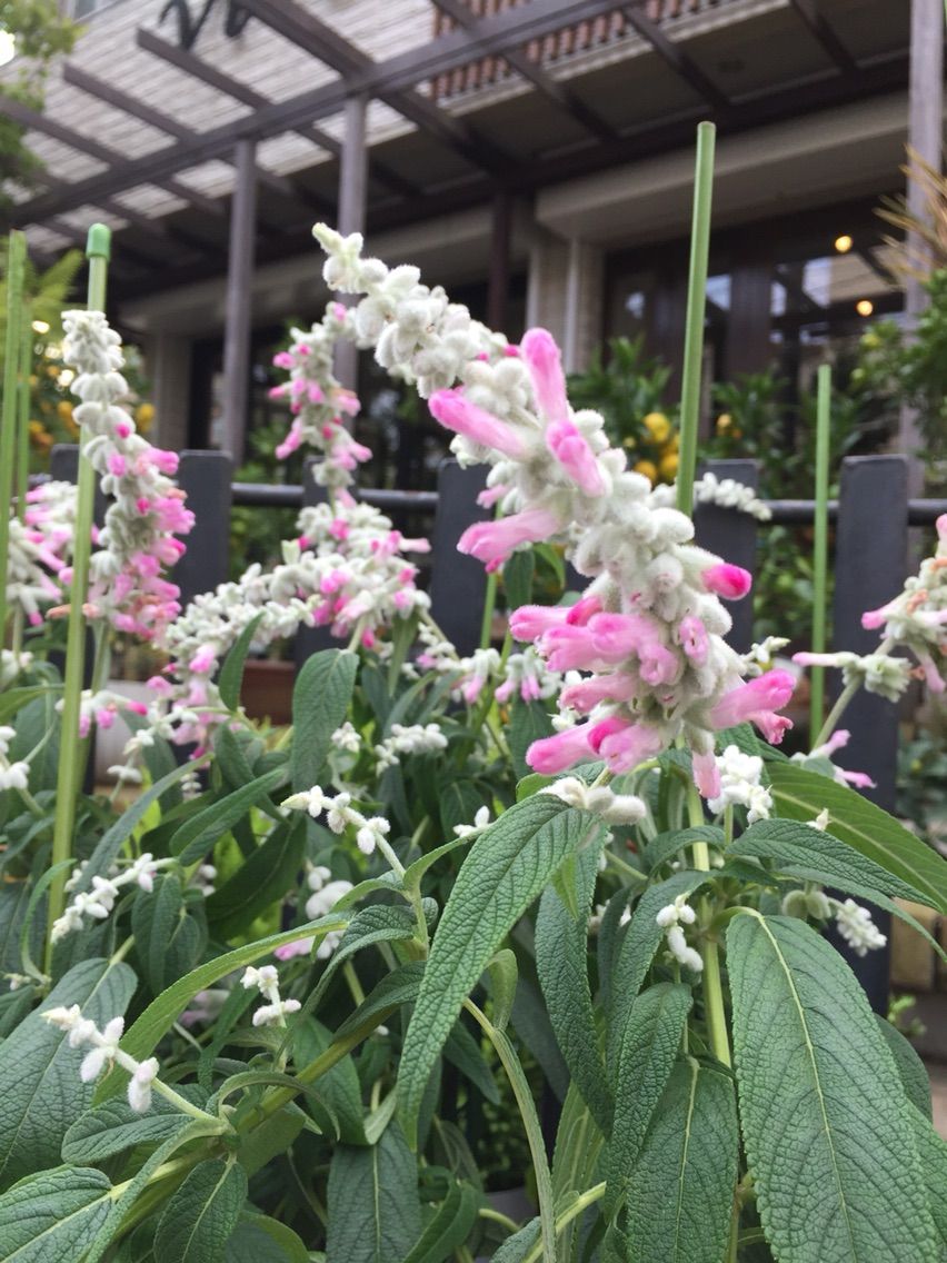 サルビア レウカンサ ピンクアメジスト Vivoブログ 横浜南の丘スタイルを提案する花と緑の専門店