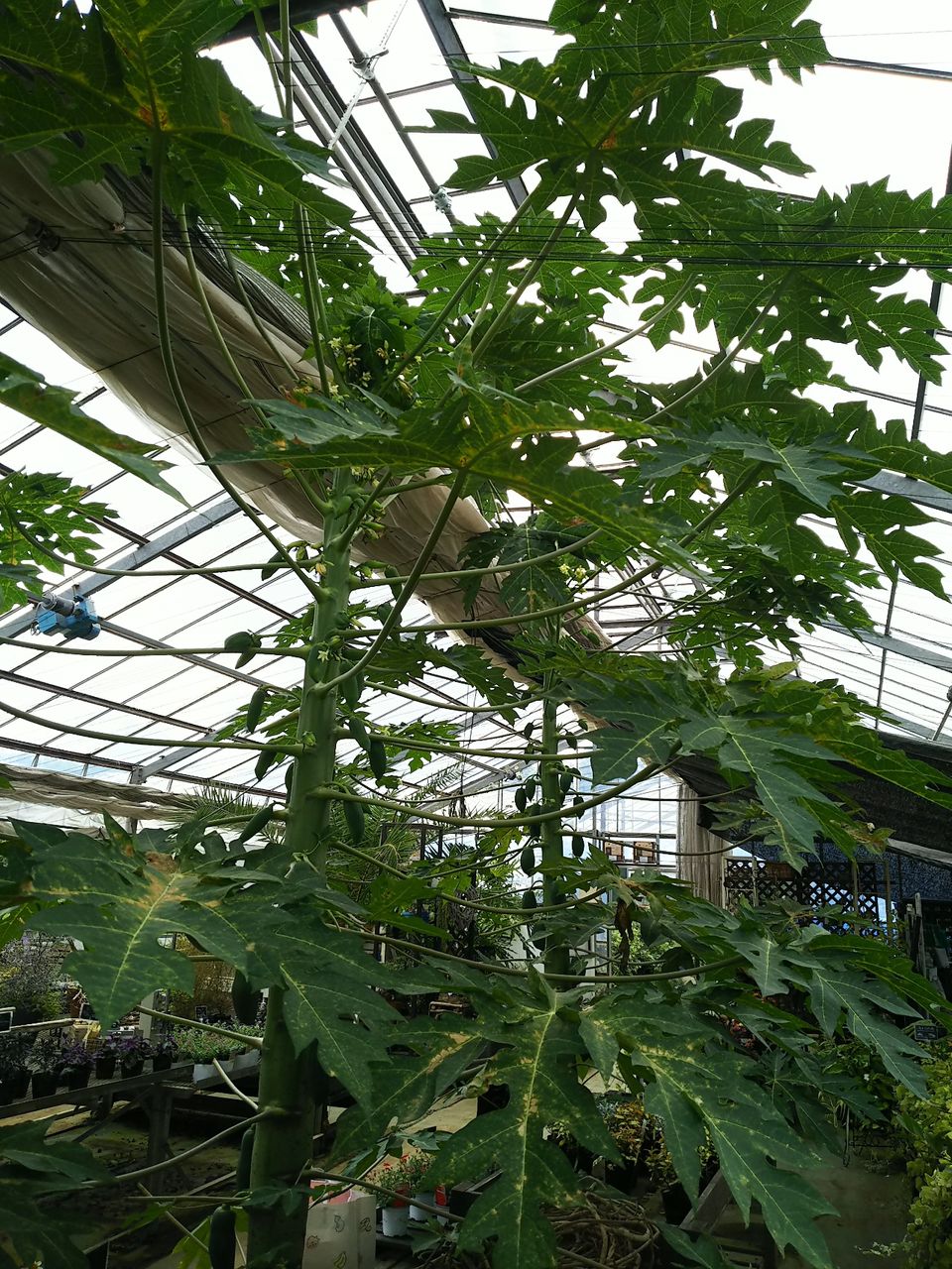 青パパイヤの実と花たくさん着いてます Vivoブログ 横浜南の丘スタイルを提案する花と緑の専門店