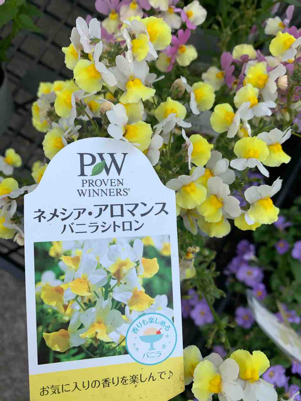 オステオスペルマムとネメシア アロマンス Vivoブログ 横浜南の丘スタイルを提案する花と緑の専門店 オステオスペルマムとネメシア アロマンス Vivoブログ 横浜南の丘スタイルを提案する花と緑の専門店