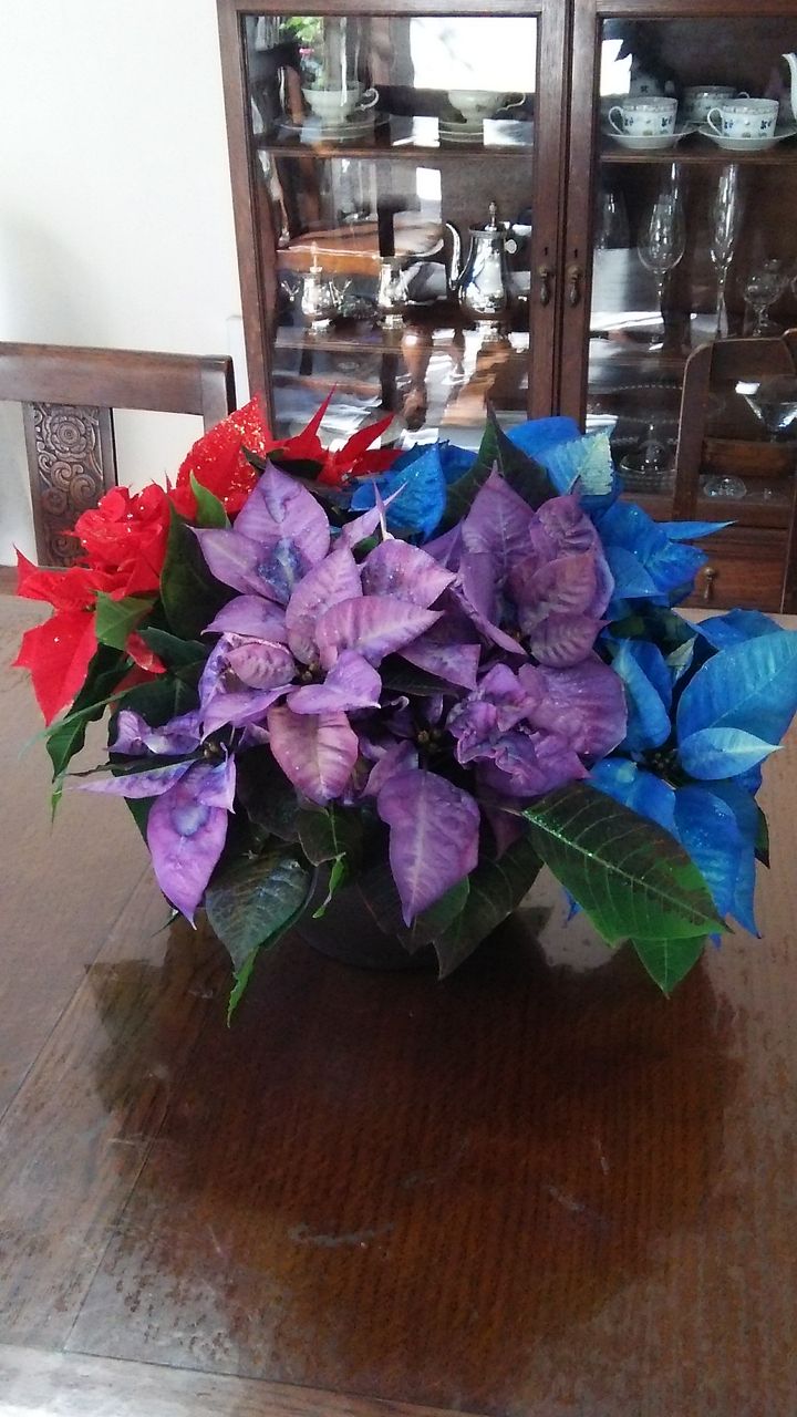 青と紫のポインセチアとクリスマスリースのオーダー Vivoブログ 横浜南の丘スタイルを提案する花と緑の専門店
